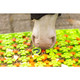 EXCELLENT HORSE SNUFFLE MAT AKTIVOINTIMATTO, VIHREÄ